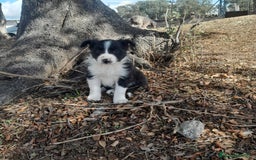 Border Collie perros en venta: BORDER COLLIE - Imagen 4