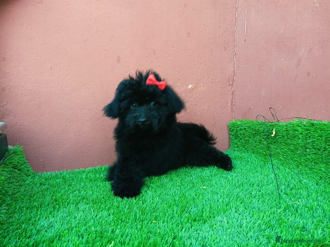 Caniche Toy perros en venta: Caniche toy precio real  - Imagen 2