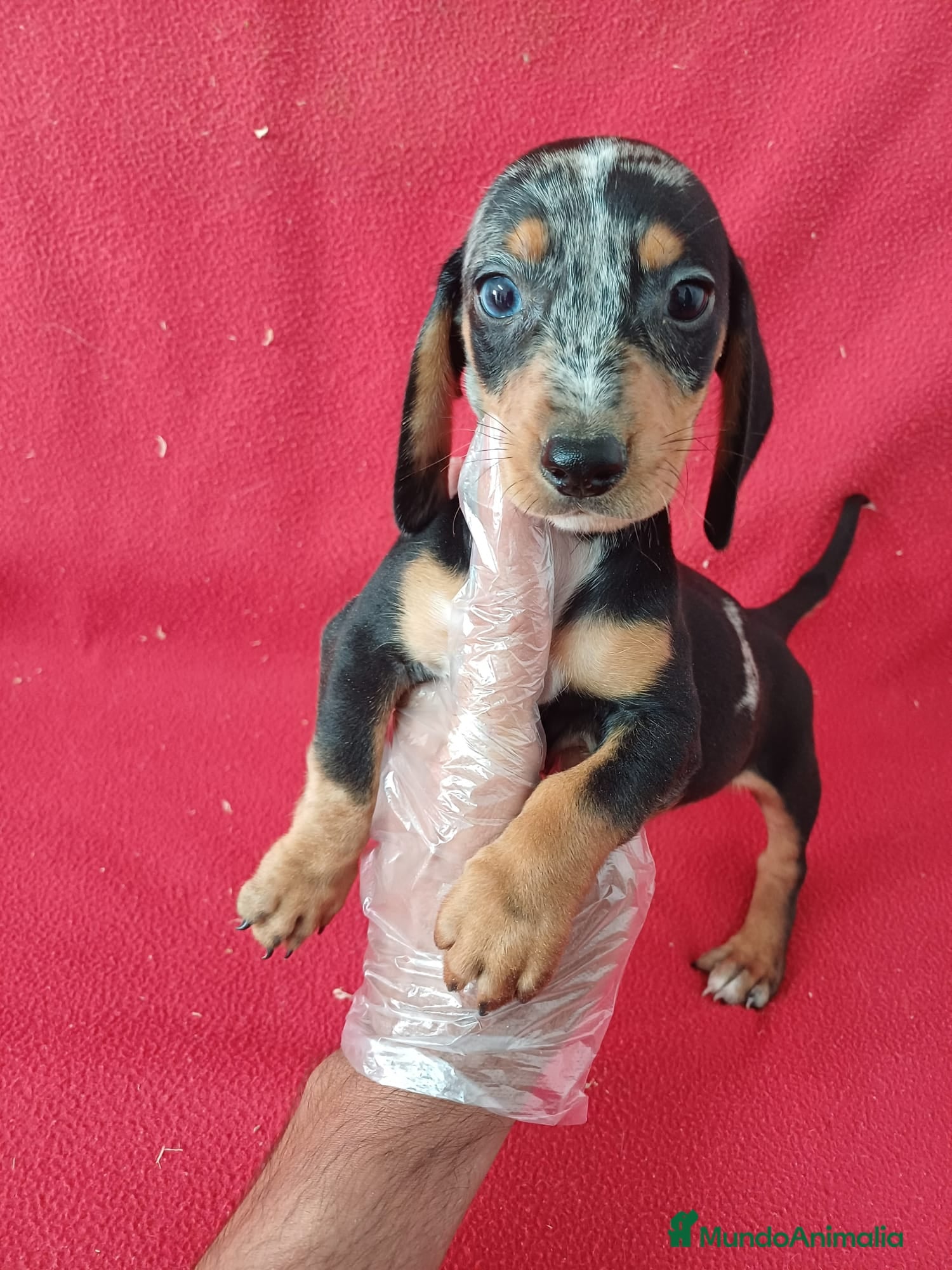 Teckel Miniatura perros Teckel Arlequin Miniatura  - Anuncio 36