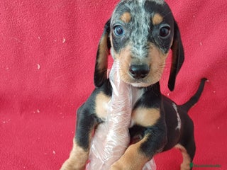 Teckel Miniatura perros - Anuncio 25