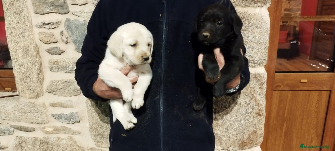 Labrador Retriever perros en venta: Labrador retriever  - Anuncio 7