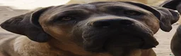 Cane Corso perros en venta: Cane corso  - Anuncio 5