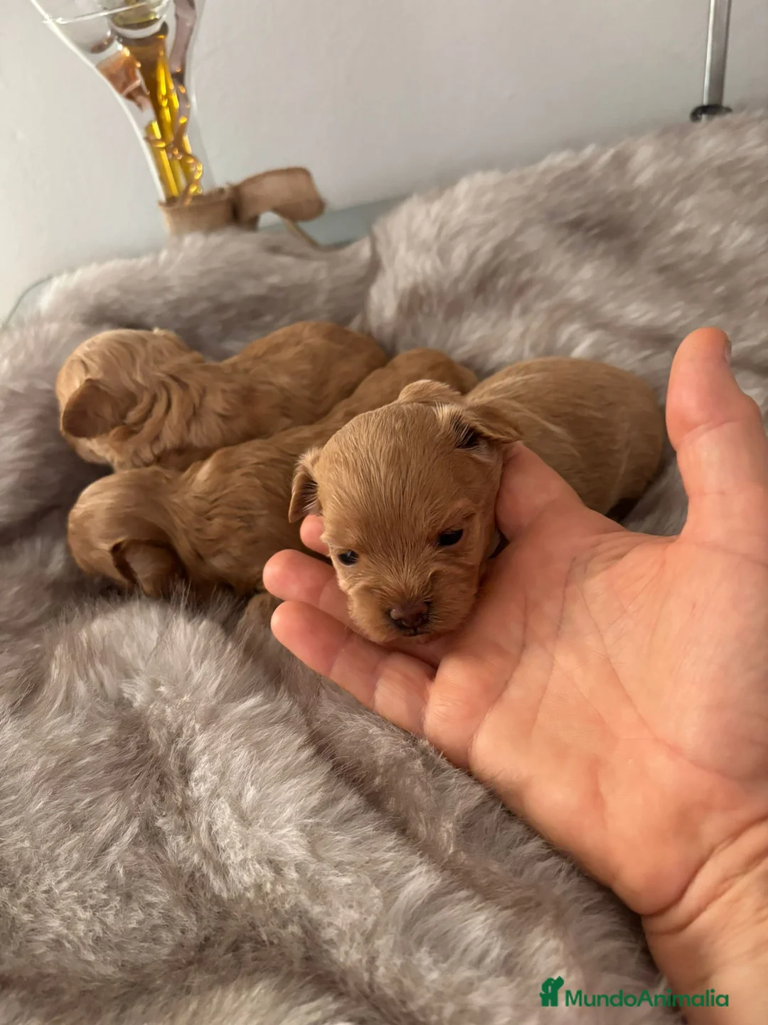 Maltipoo perros en venta: Maltipoo - Anuncio 3