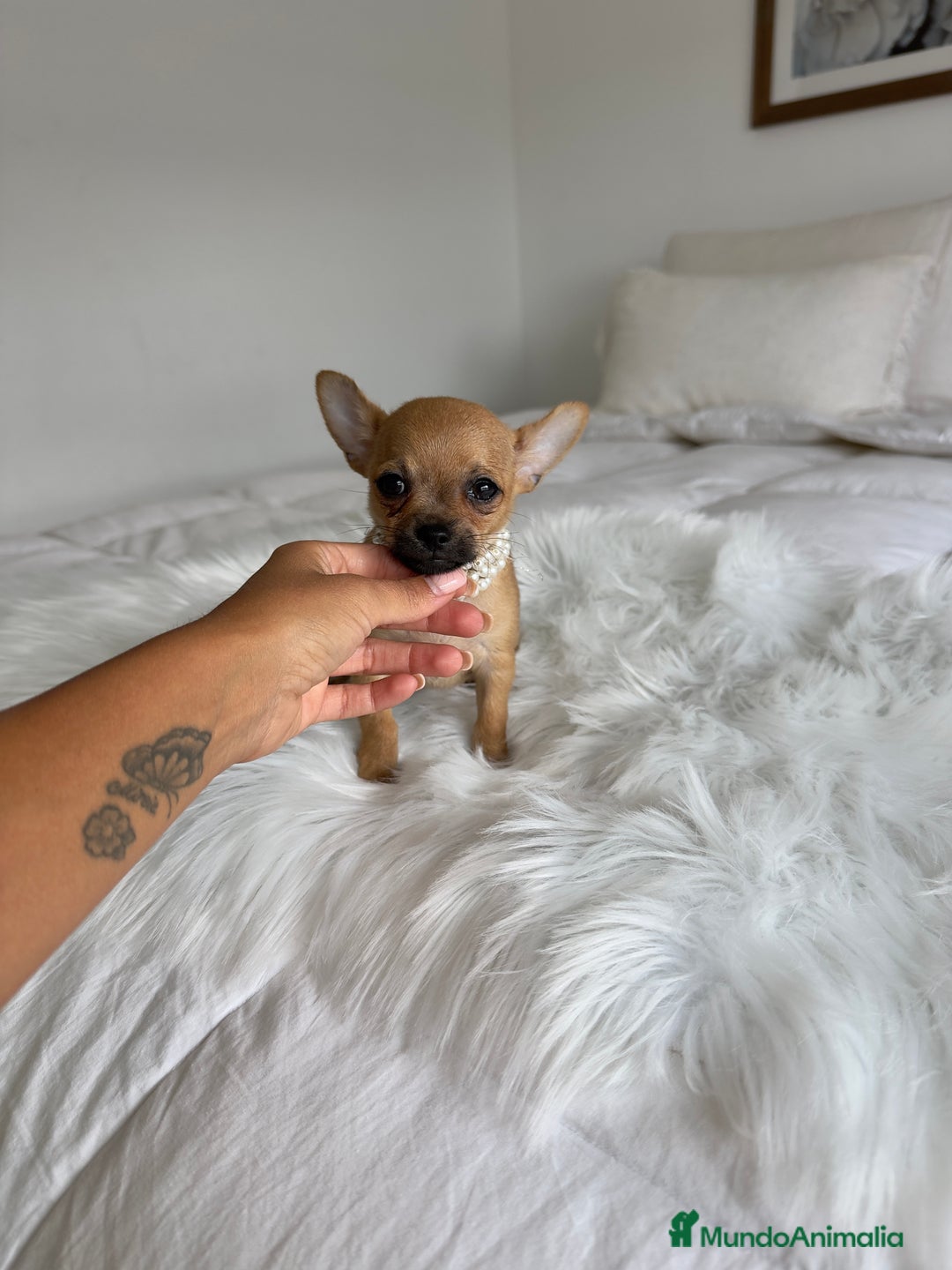 Chihuahua perros en venta: Chihuahua macho - Imagen 3