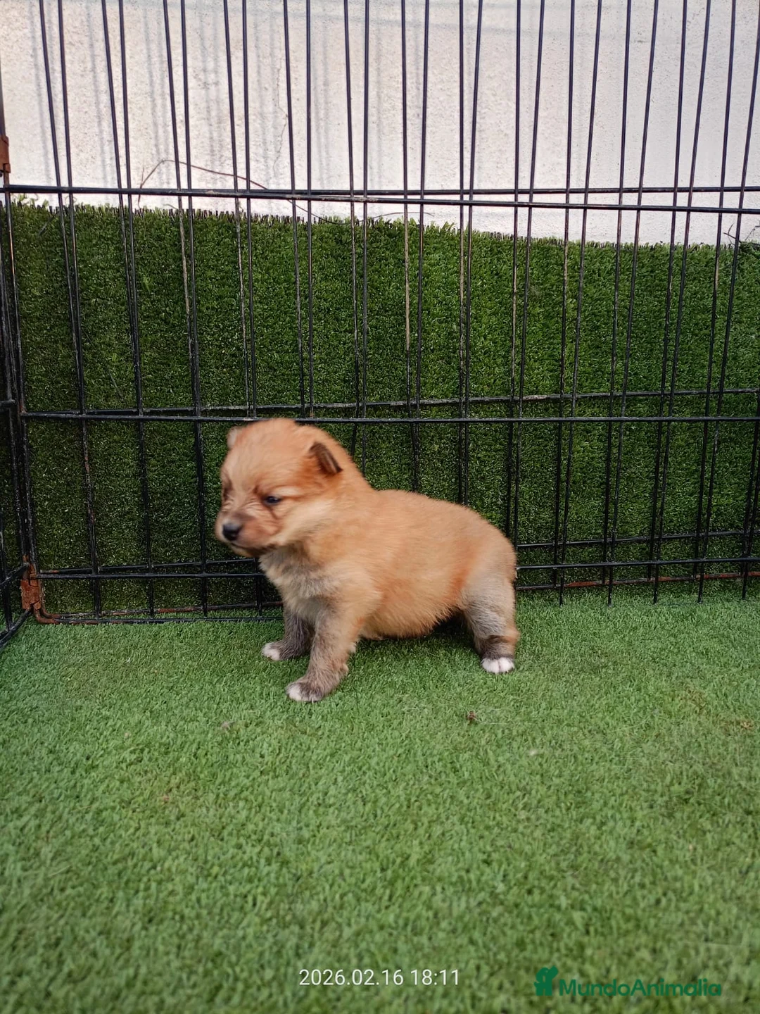 Pomerania perros en venta: POMERANIA POMERANIA CACHORRO - Anuncio 1