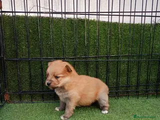 Pomerania perros POMERANIA POMERANIA CACHORRO - Anuncio 1