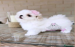 Bichón Maltés perros en venta: Bichon maltes coreano miniatura  - Imagen 2