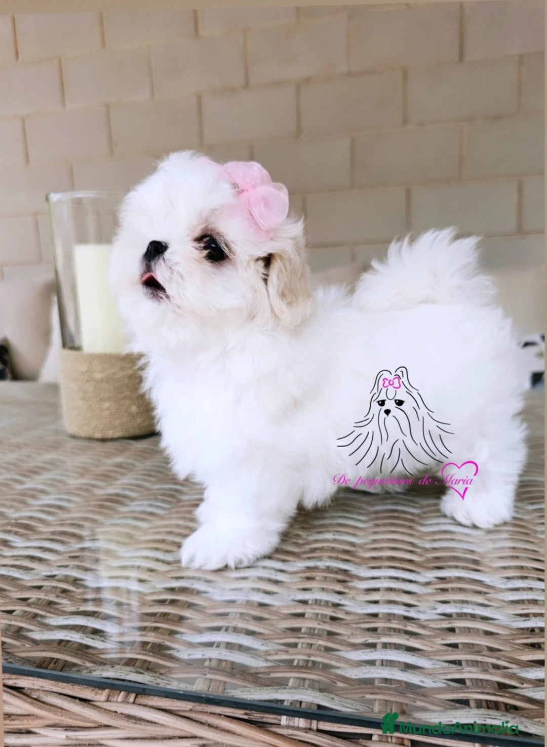 Bichón Maltés perros en venta: Bichon maltes coreano miniatura  - Imagen 2