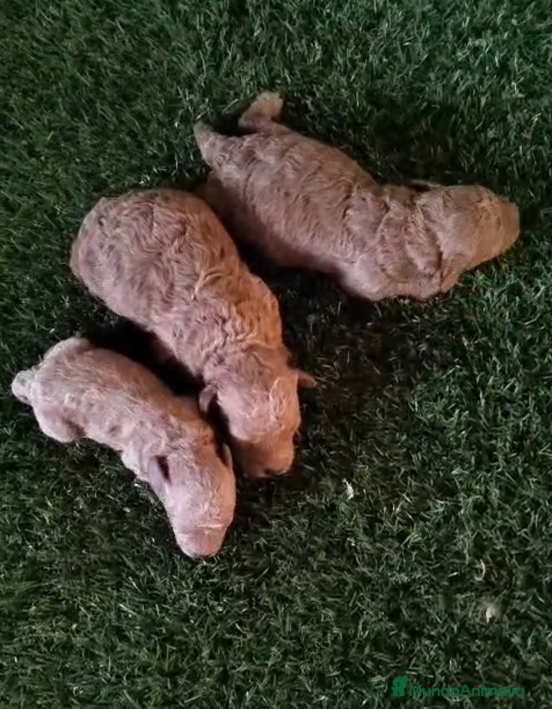 Caniche Toy perros Última Caniche Toy Apricot disponible - Anuncio 33
