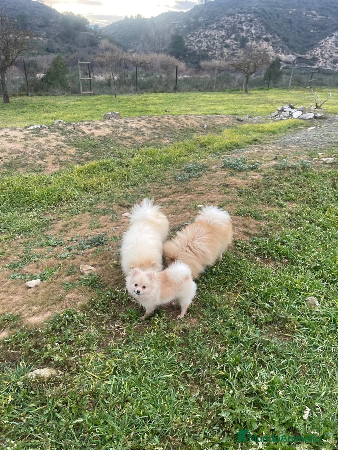 Pomerania perros en venta: Pomeranias - Anuncio 3
