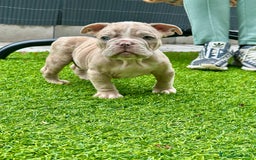 American Bully perros en venta: American bully bebés preciosos - Imagen 12