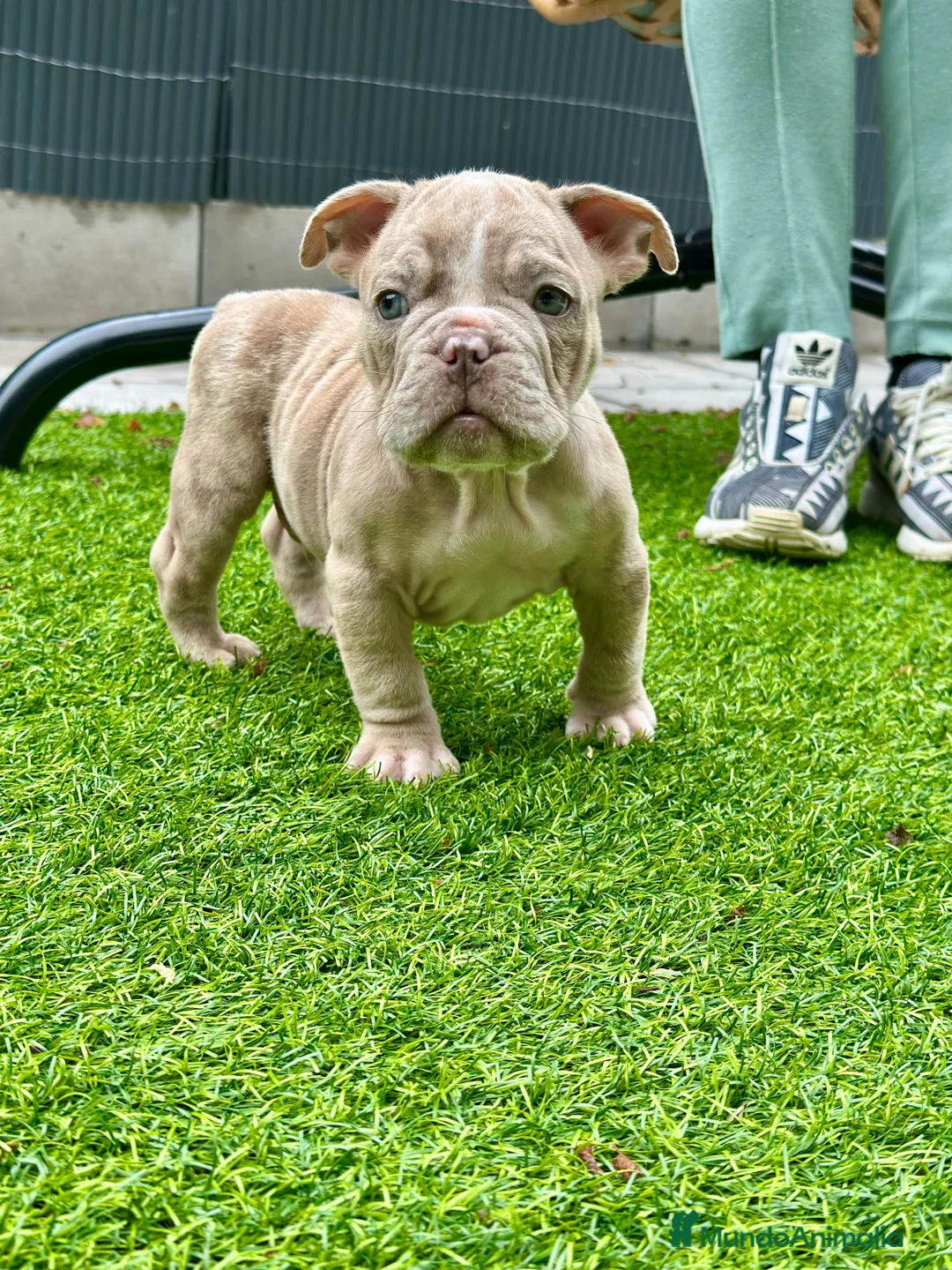 American Bully perros en venta: American bully bebés preciosos - Anuncio 12