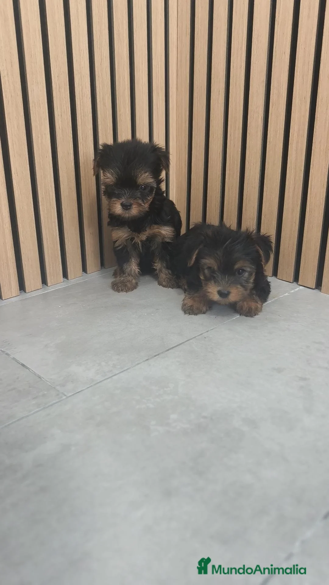 Yorkshire Terrier perros en venta: Yorkshire terrier macho disponible  - Anuncio 2