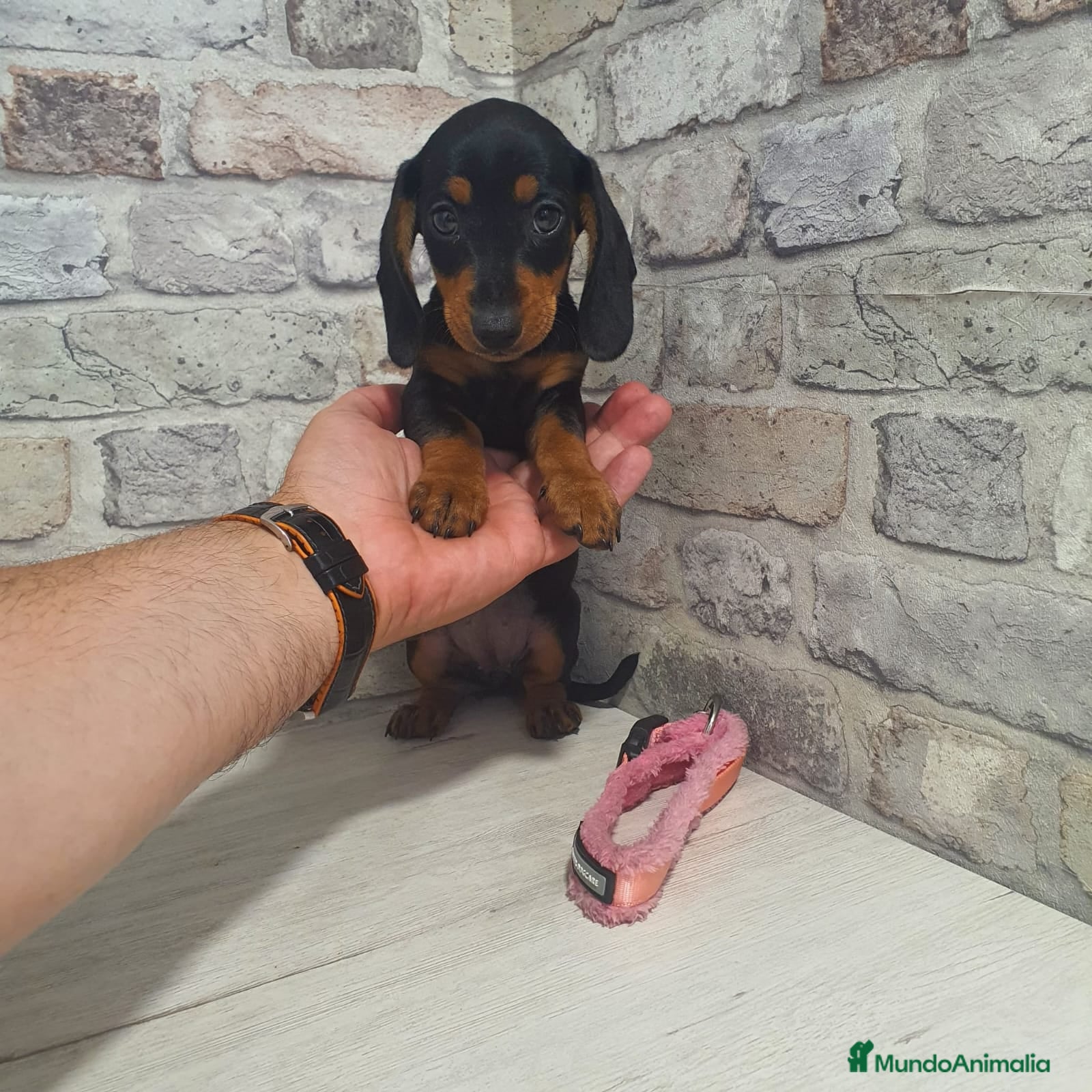 Teckel Miniatura perros Teckel miniatura  - Anuncio 2