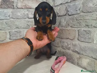 Teckel Miniatura perros Teckel miniatura - Anuncio 2