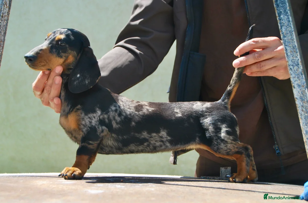 Teckel Miniatura perros en venta: Teckel Kaninchen / miniatura - Anuncio 7