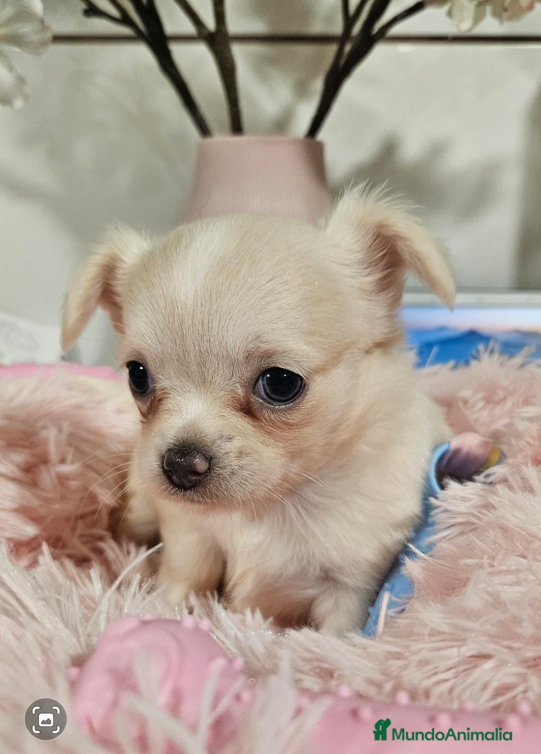 Chihuahua perros en venta: Chihuahua pelo largo - Anuncio 2