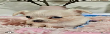 Chihuahua 1