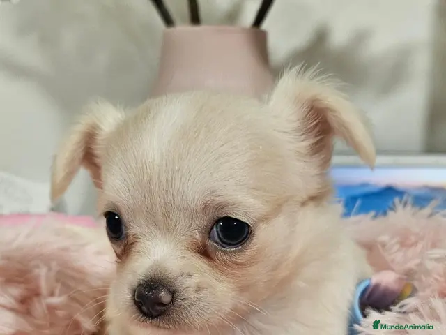 Chihuahua perros en venta: Chihuahua pelo largo - Anuncio 2