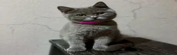 Británico de Pelo Corto gatos en venta: British Shorthair  - Anuncio 4