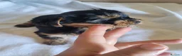 Yorkshire Terrier perros en venta: Yorkshire terrier Toy  - Anuncio 6
