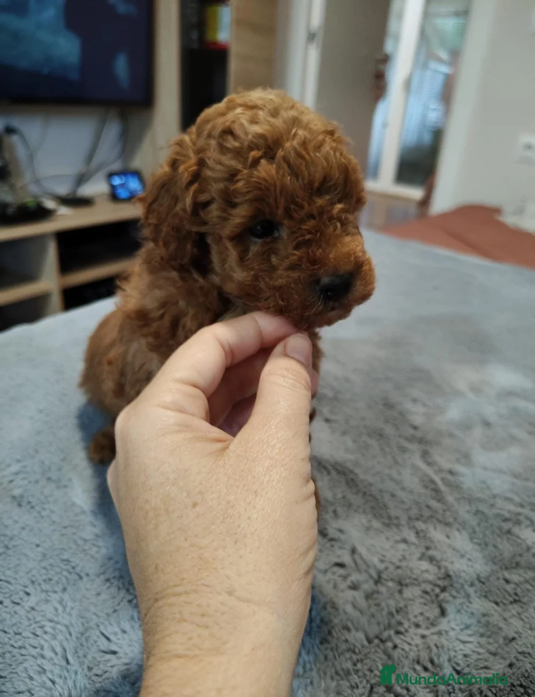 Caniche Toy perros en venta: Caniche toy  - Anuncio 2