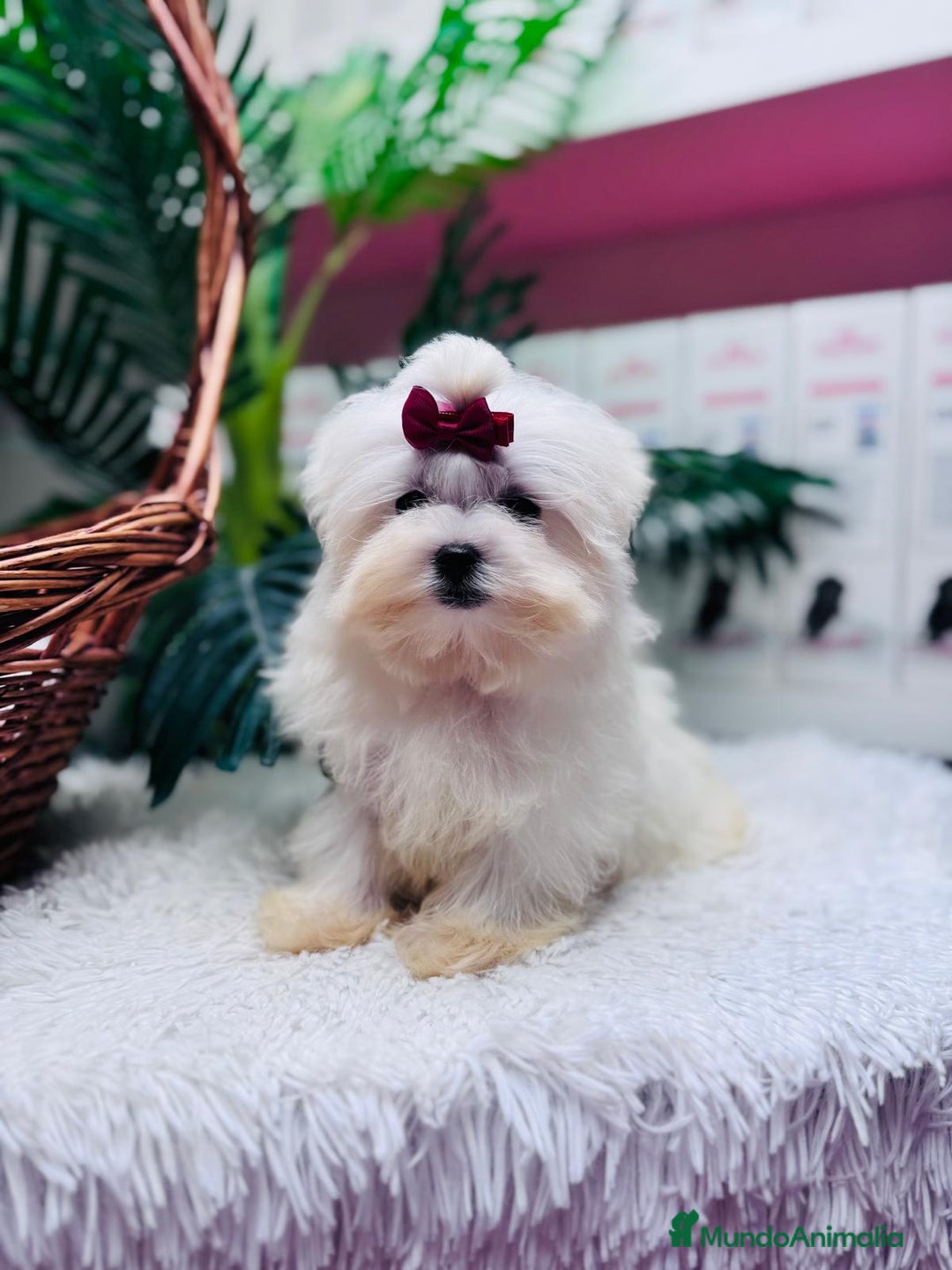 Bichón Maltés perros en venta: BICHON MALTES HEMBRA - Anuncio 17