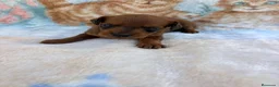 Raza Mixta perros en venta: Pootalian - Anuncio 14