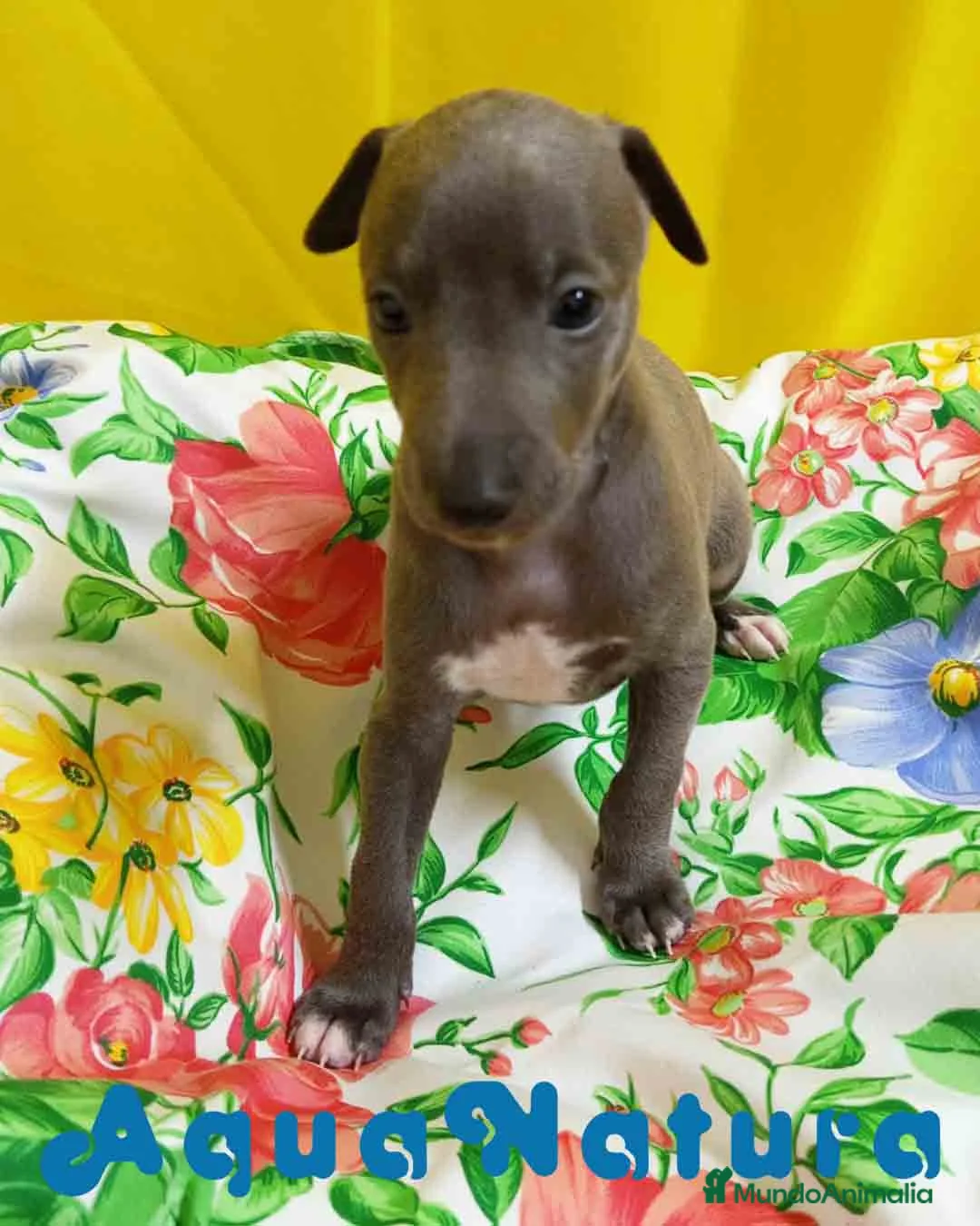 Pequeño Lebrel Italiano perros en venta: Lebrel Italiano Macho 1751 AQUANATURA - Anuncio 3