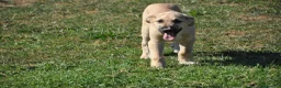 Mastín Español perros en venta: Mastín Español Autóctono ganadero - Anuncio 6