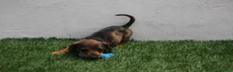 Teckel Miniatura perros en venta: Teckel Miniatura  - Anuncio 4