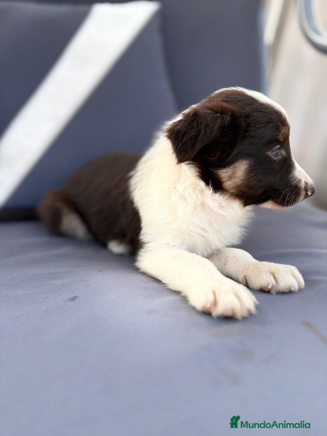 Border Collie perros en venta: Border collie chocolate  - Imagen 18