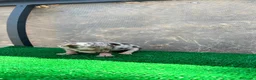 Chihuahua perros en venta: Chihuahua hembra super Toy arlequín chocolate  - Anuncio 1