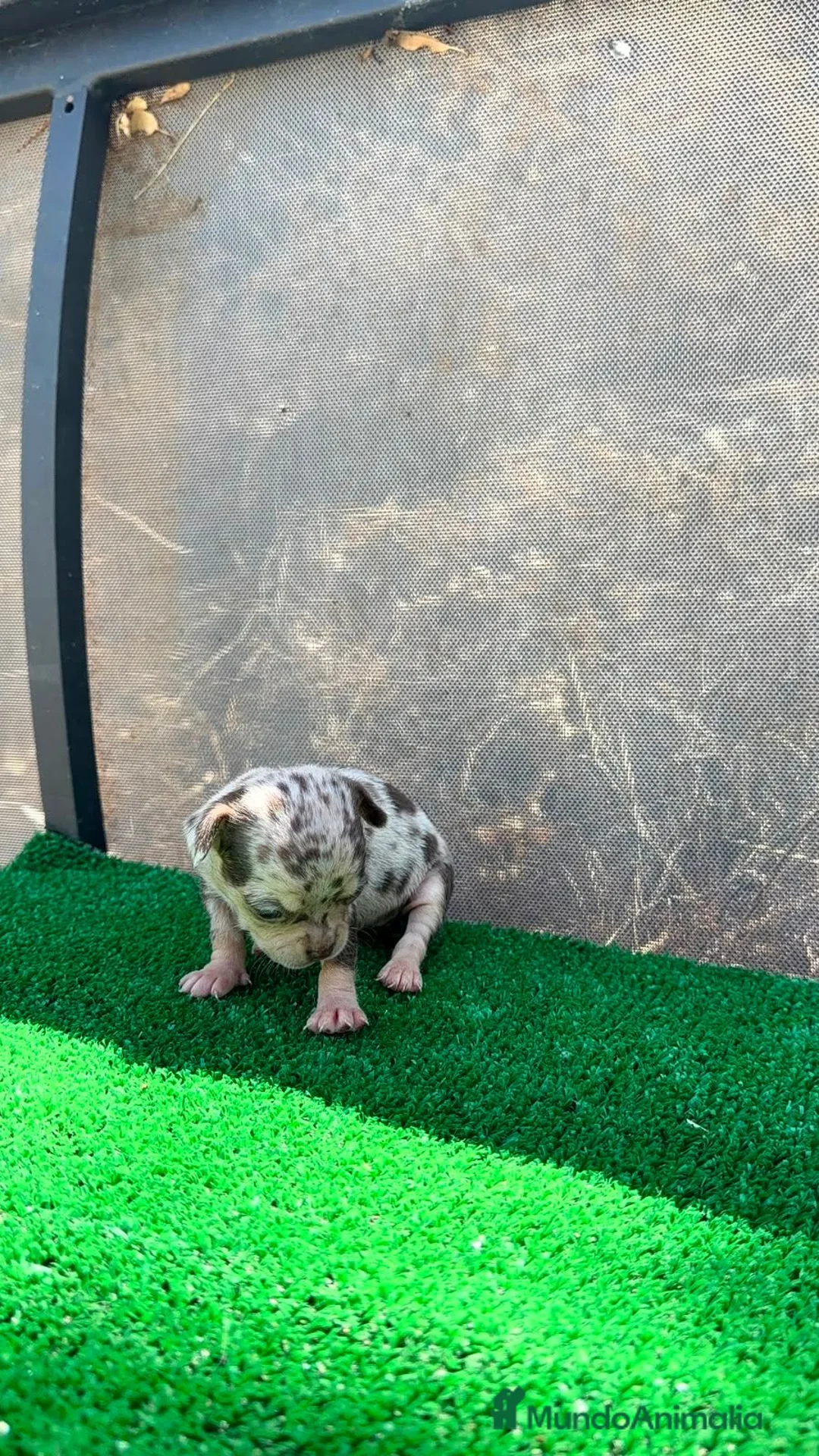 Chihuahua perros en venta: Chihuahua hembra super Toy arlequín chocolate  - Anuncio 1