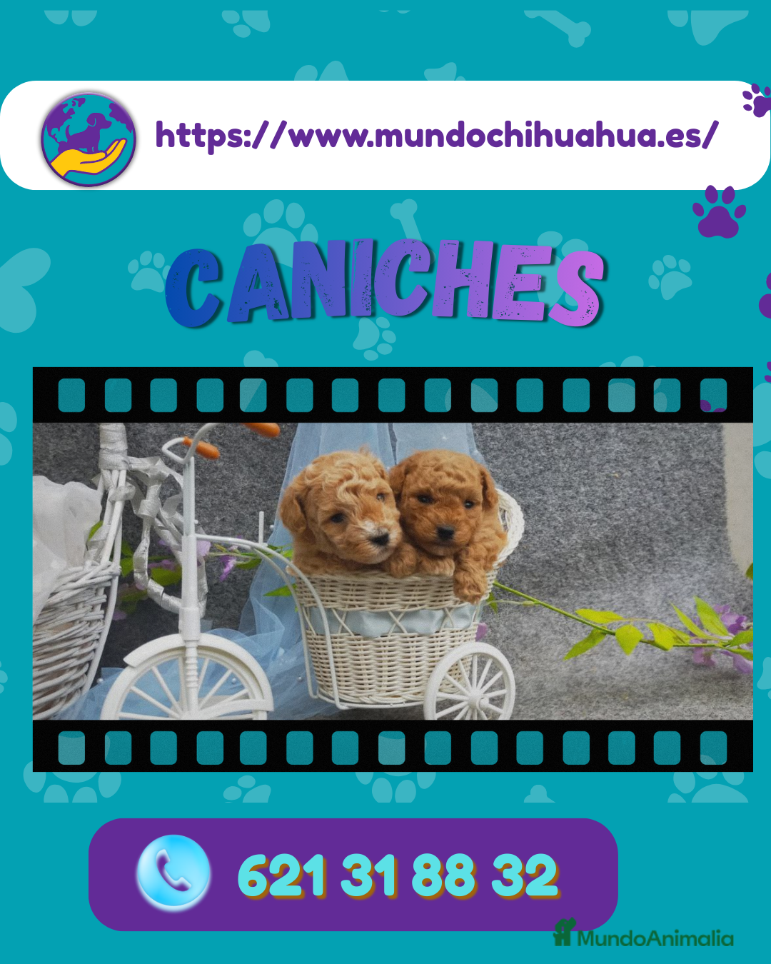 Caniche Enano perros en venta: Caniches enanos auténticos 🐩✨ - Anuncio 1