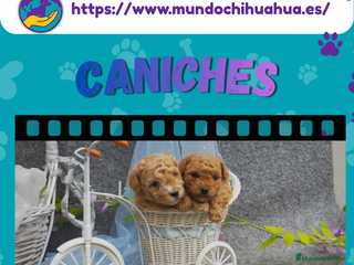 Caniche Enano perros Caniches enanos auténticos 🐩✨ - Anuncio 1