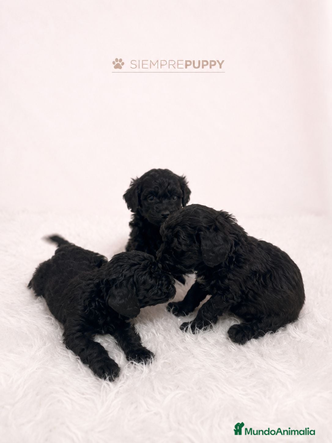 Caniche Toy perros CANCIHE MINI TOY NEGRO - Anuncio 5