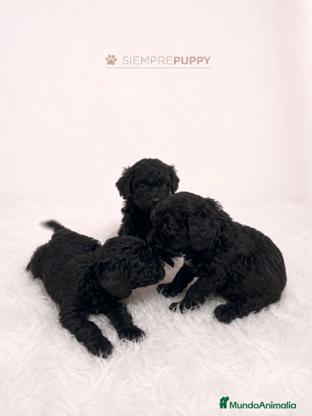 Caniche Toy perros en venta: CANCIHE MINI TOY NEGRO - Anuncio 1