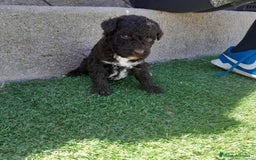 Perro de Agua Español perros en venta: PERROS DE AGUA - Imagen 10