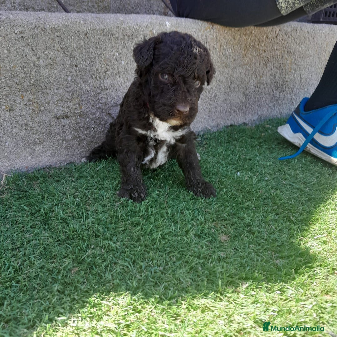 Perro de Agua Español perros en venta: PERROS DE AGUA - Imagen 10