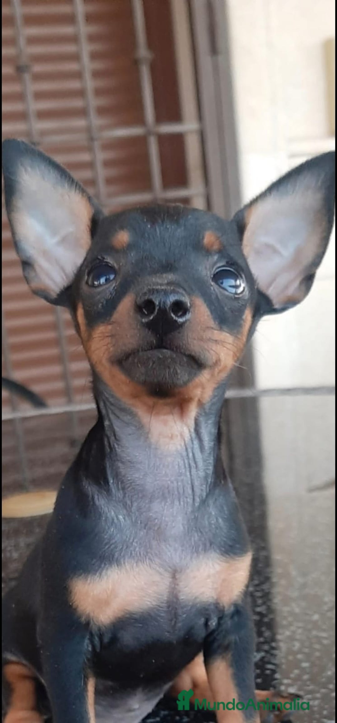 Pinscher Miniatura perros en venta: Cachorros Mini Pincher preciosos - Anuncio 1