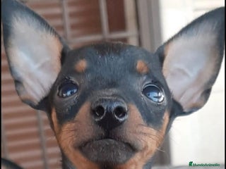 Pinscher Miniatura perros Cachorros Mini Pincher preciosos - Anuncio 1