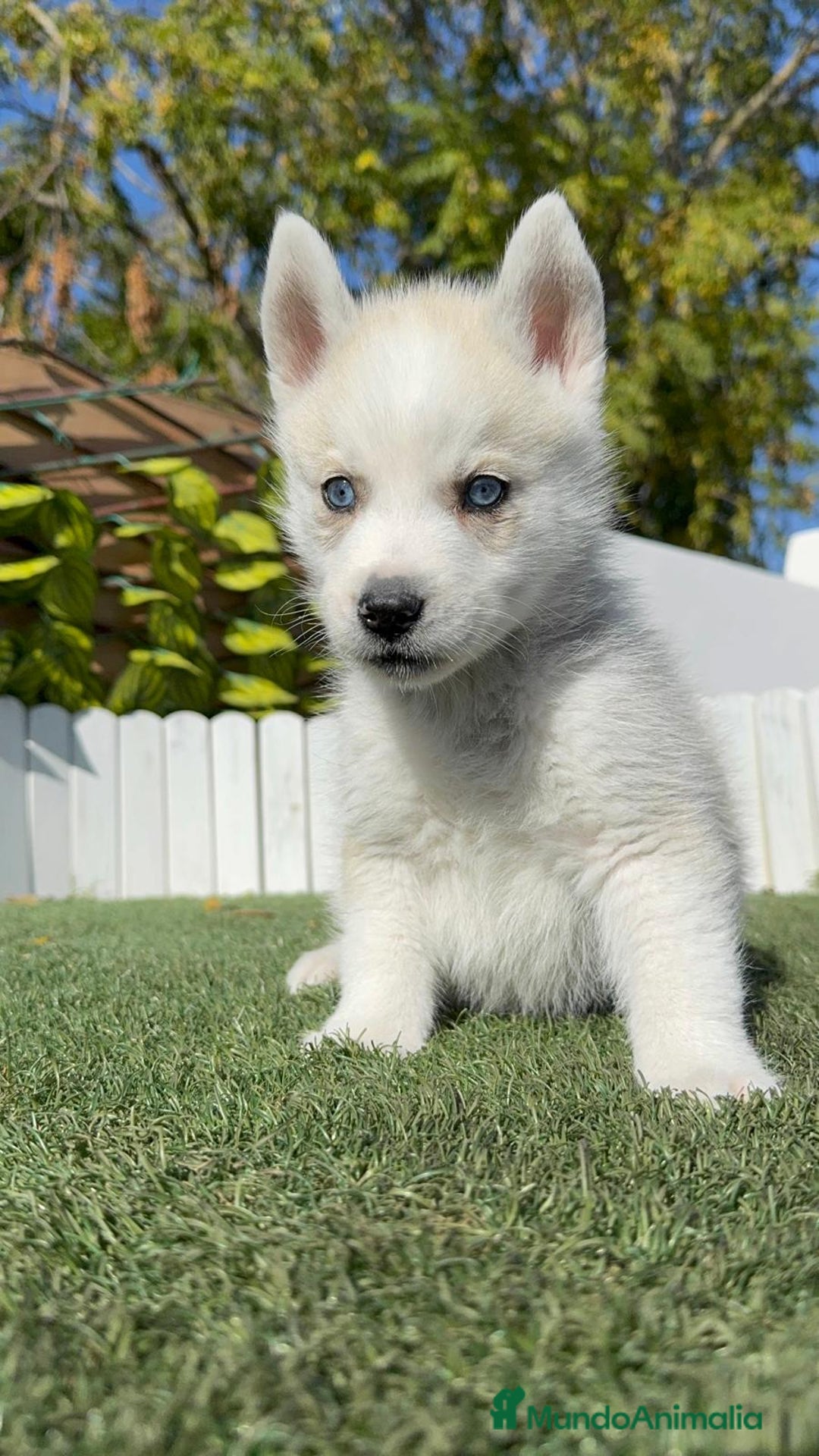 Husky Siberiano perros en venta: HUSKY SIBERIANO - Anuncio 9