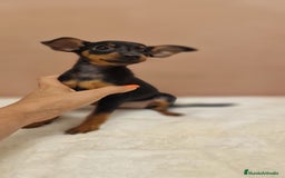 Pinscher Miniatura perros en venta: Hembra mini pincher TOY - Imagen 3