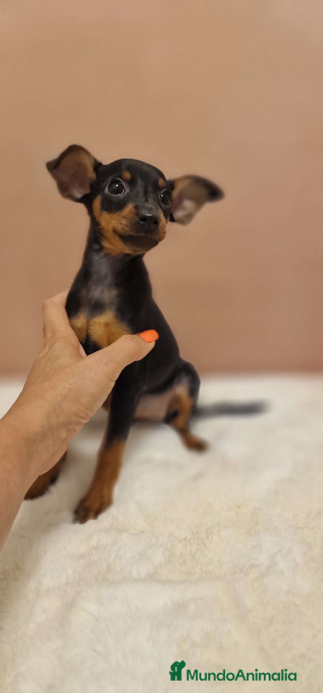 Pinscher Miniatura perros en venta: Hembra mini pincher TOY - Imagen 3