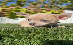 Chihuahua perros en venta: CHIHUAHUA HEMBRA - Anuncio 19