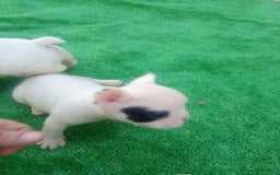 Bulldog Francés perros en venta: Último bulldog frances - Imagen 5