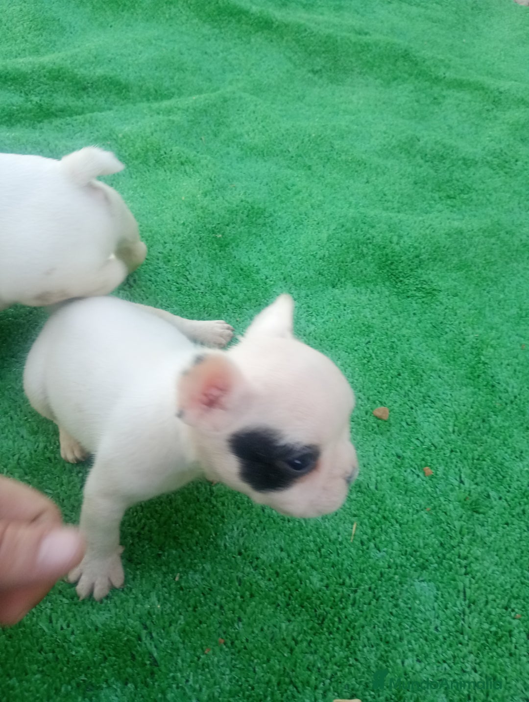 Bulldog Francés perros en venta: Último bulldog frances - Imagen 5