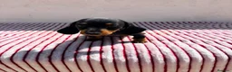 Teckel Miniatura perros en venta: Teckel Kaninchen - Anuncio 14