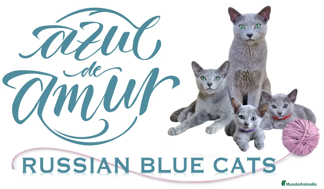 Imagen de galería {{count}}